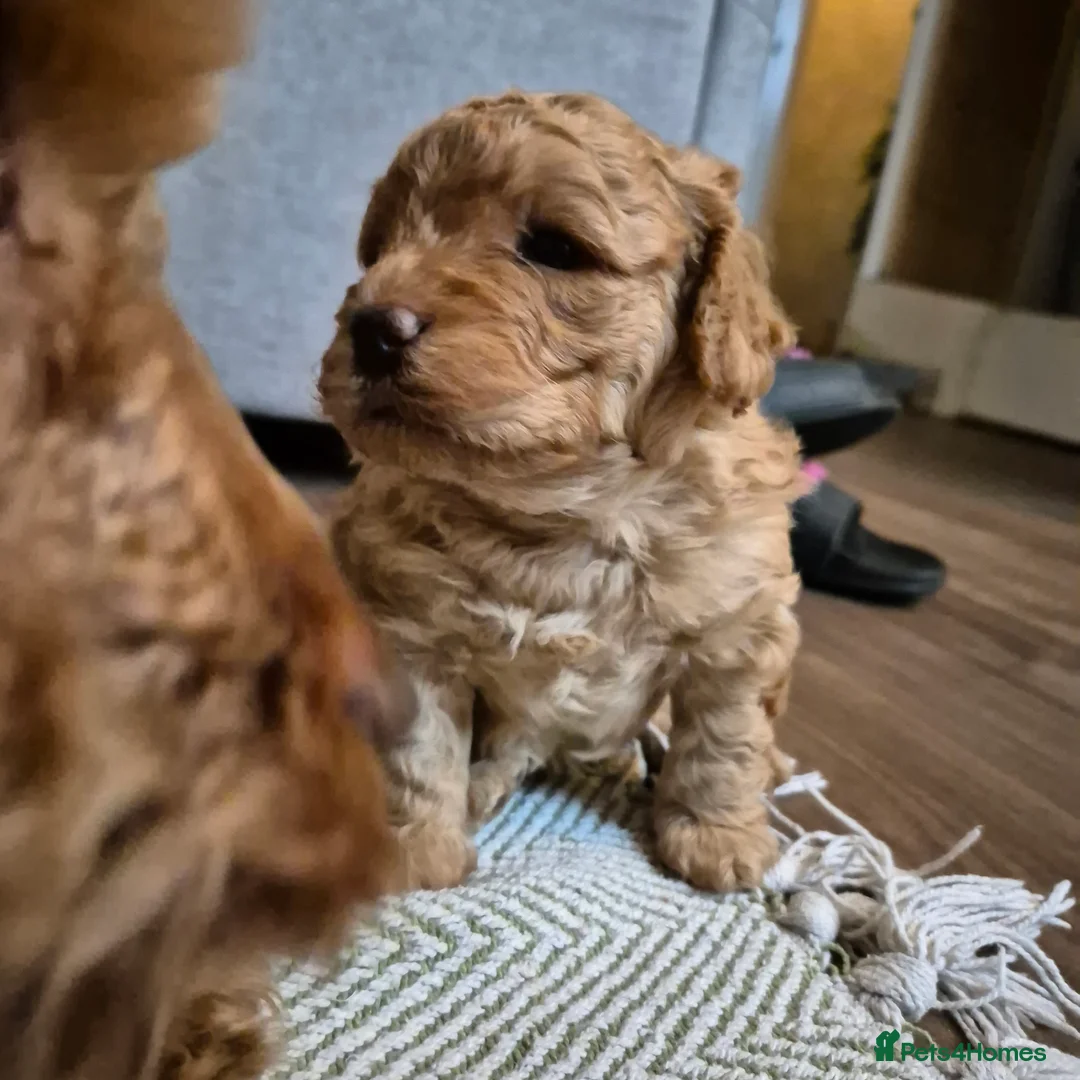 Cockapoo dogs for sale: Cockerpoo  - Advert 10