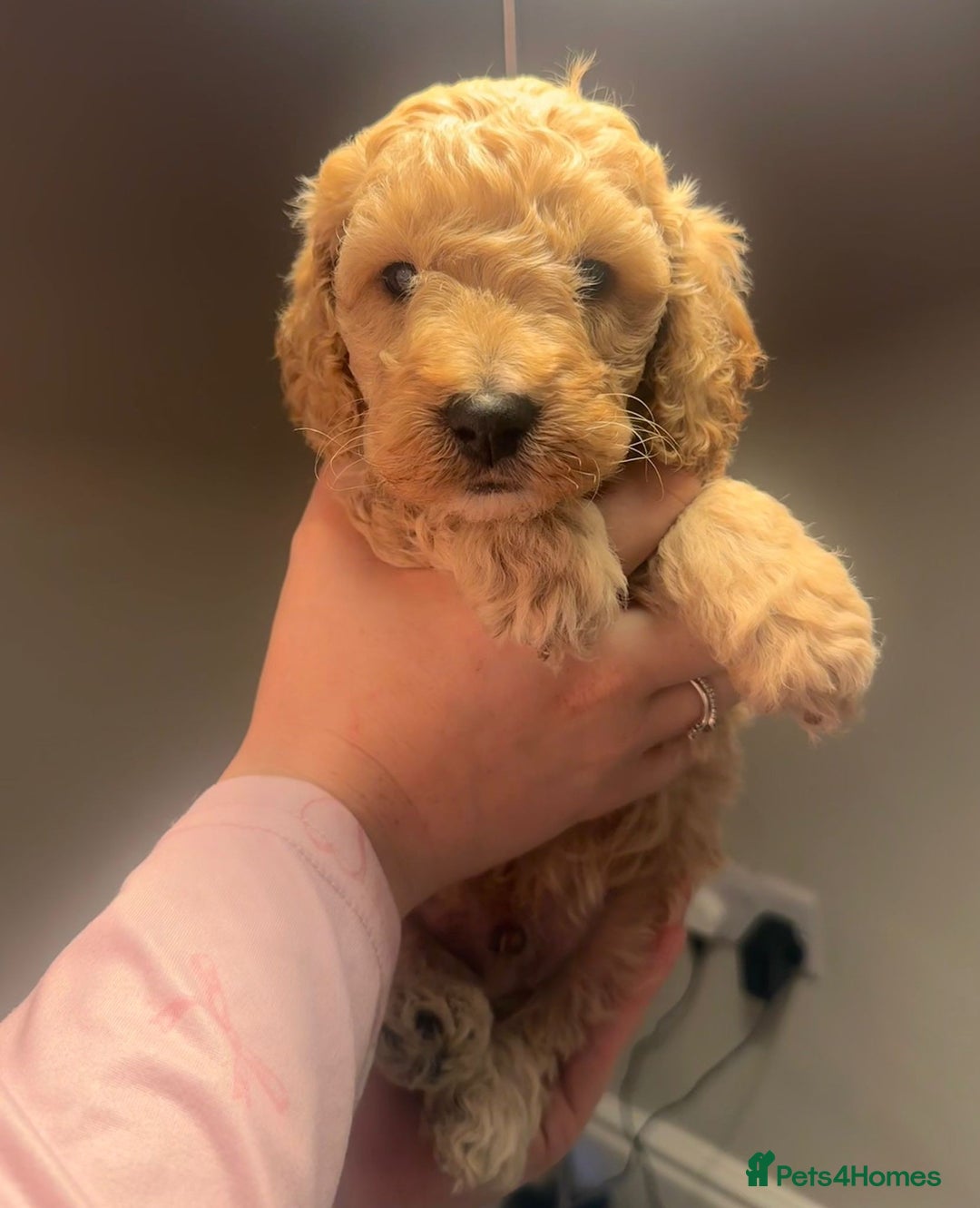 Mixed Breed dogs for sale: Cockapoo/Cavapoo Puppies - Advert 3