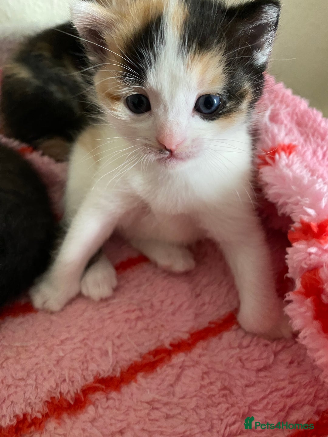 Domestic Shorthair cats for sale: 🐾 3 Beautiful Kittens Looking for Loving 🐾 🐾  - Image 2