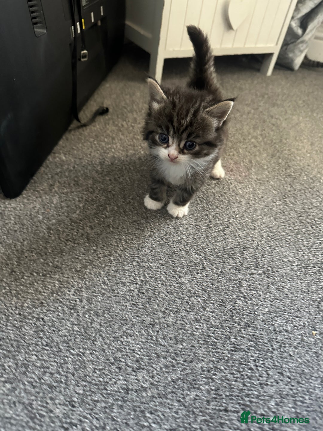 Mixed Breed cats for sale: 4 kittens looking for their forever homes - Image 2