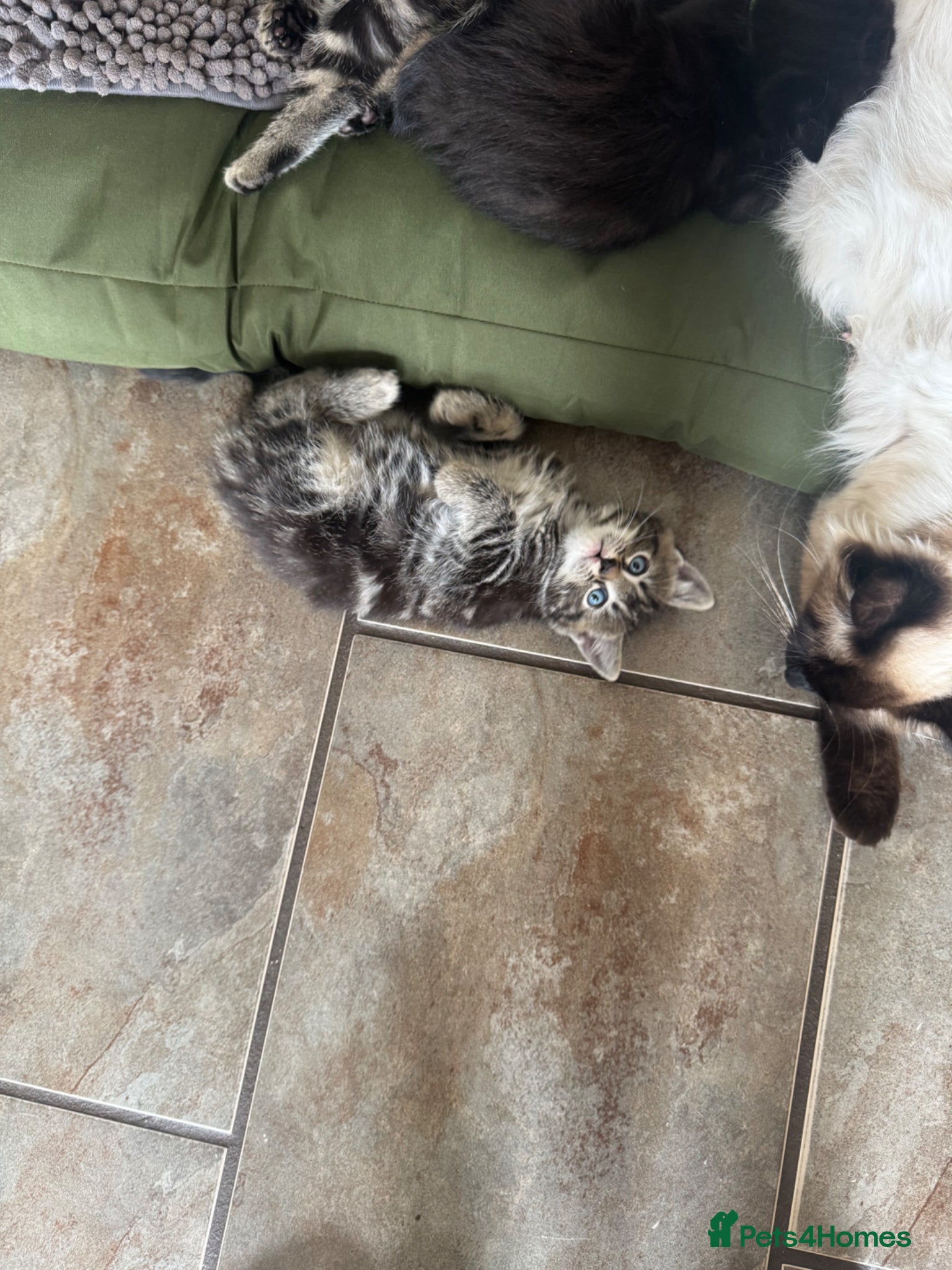 Mixed Breed cats for sale: Ragdoll x kittens - Advert 2