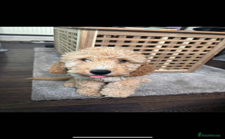 Cavapoo dogs - Advert 16