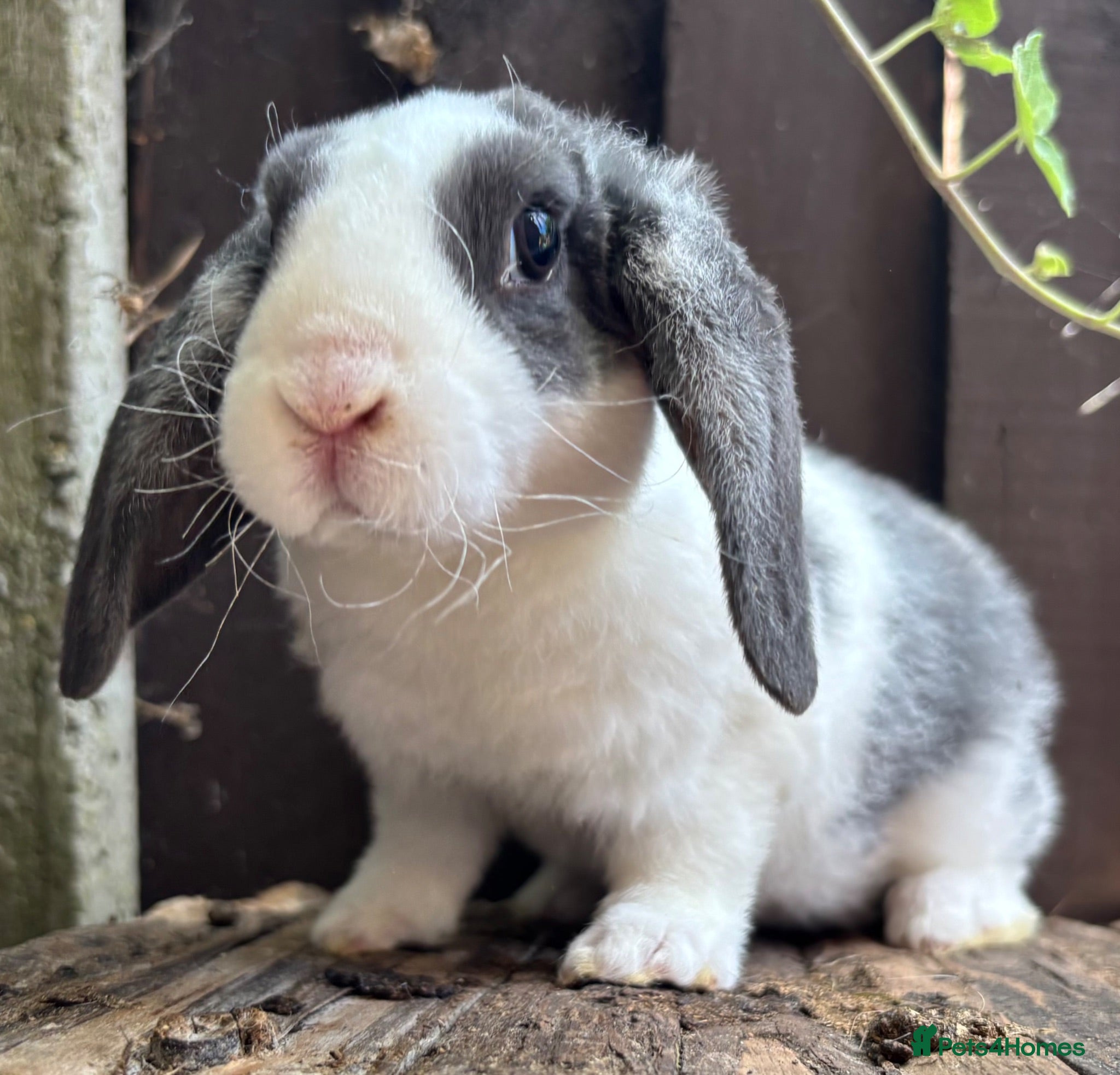 Mini Lop rabbits Mini Plush Lops. Hypoallergenic Fur. - Advert 12