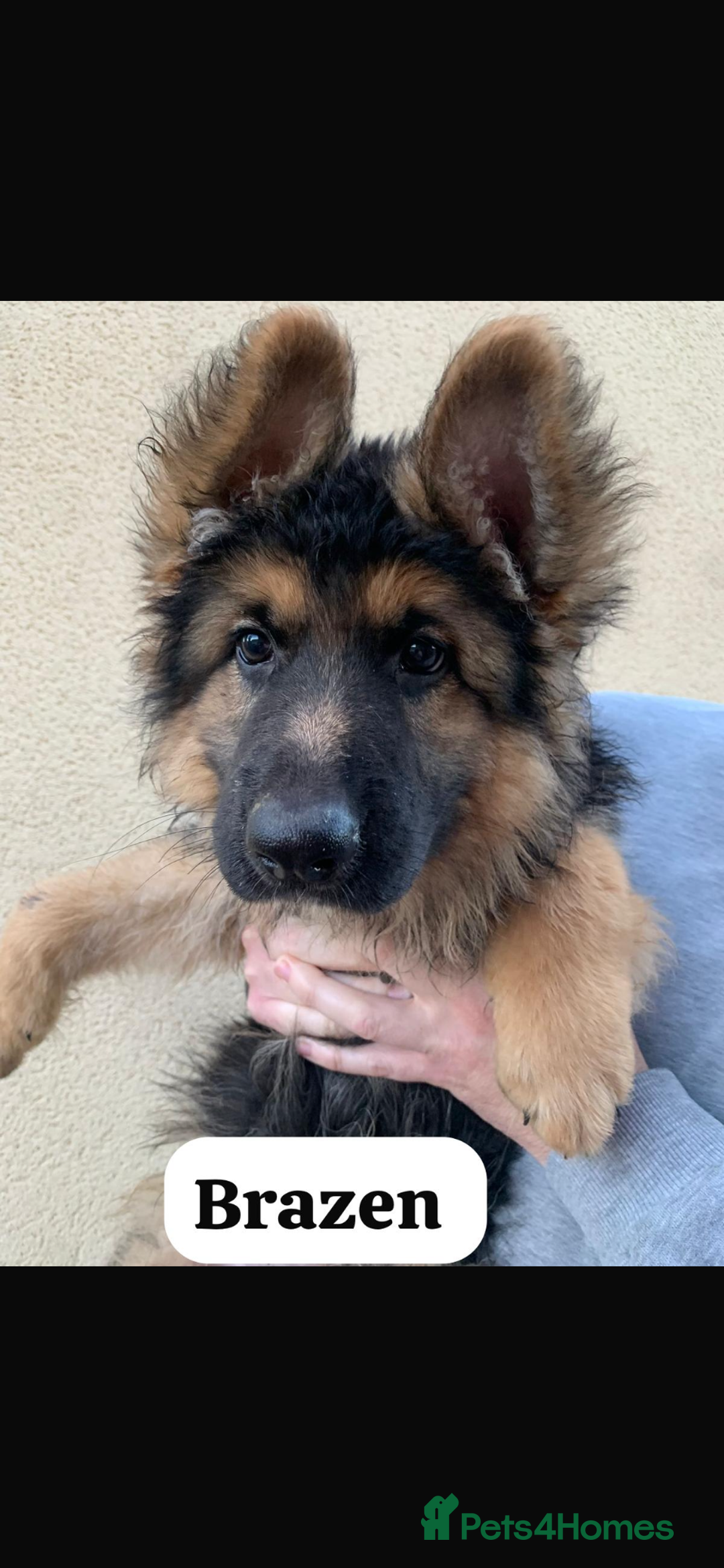 German Shepherd dogs for sale: KC reg GSD pups  - Image 2