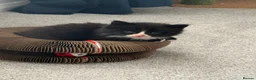 British Longhair cats for sale: 5 adorable kittens  - Advert 23