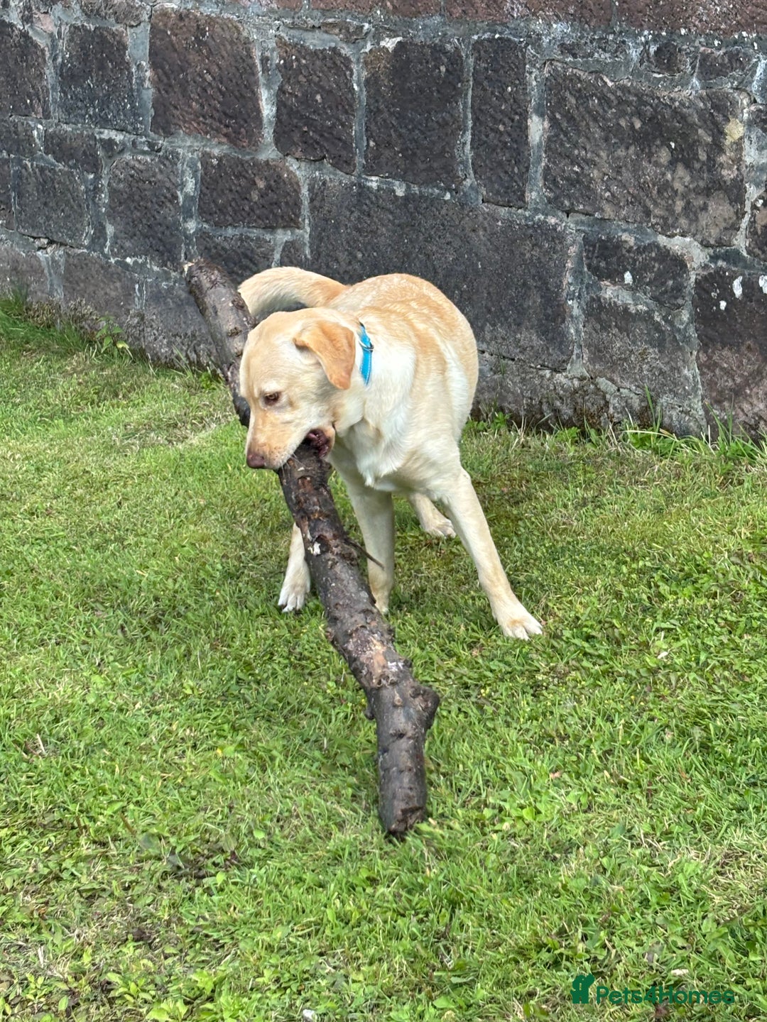 Labrador Retriever dogs for stud: Skippio is ready for stud ♥️ - Image 5