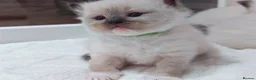 Ragdoll cats for sale: Raised with Love, looking for Forever homes - Advert 18