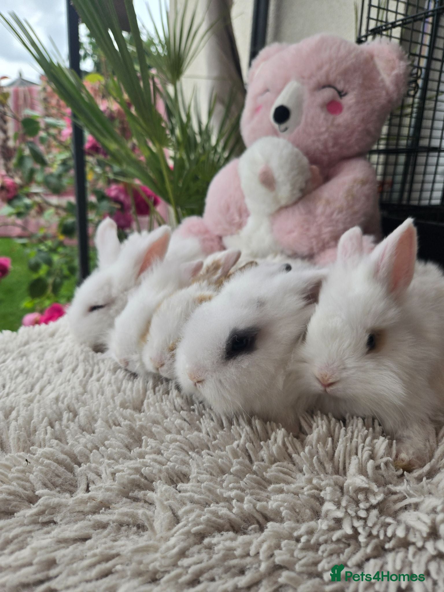 Lionhead rabbits Cutest Lionhead French lops blue eyes  - Advert 2