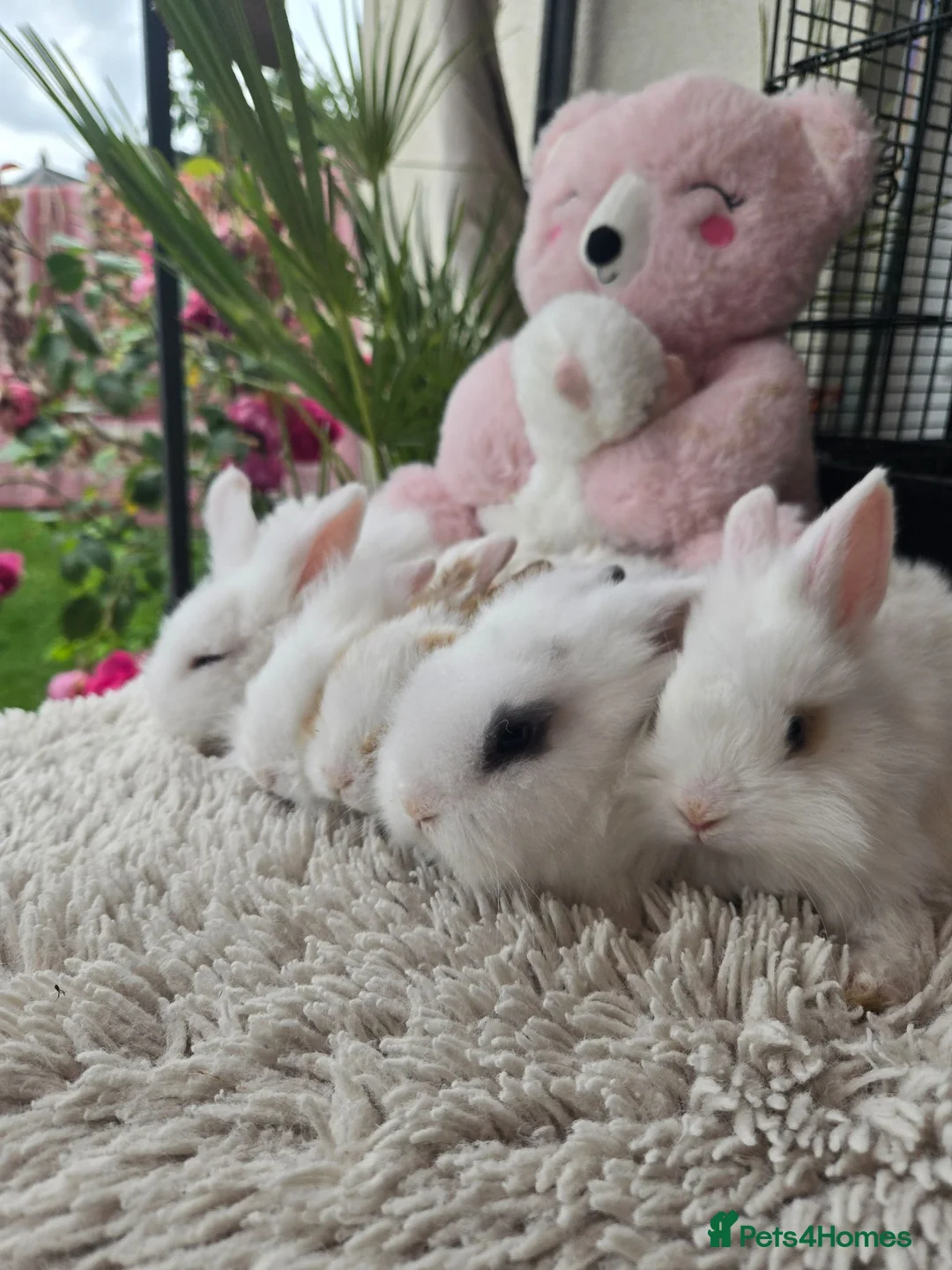 Lionhead rabbits for sale: Cutest Lionhead lops Supersoft blue eyes  - Advert 2