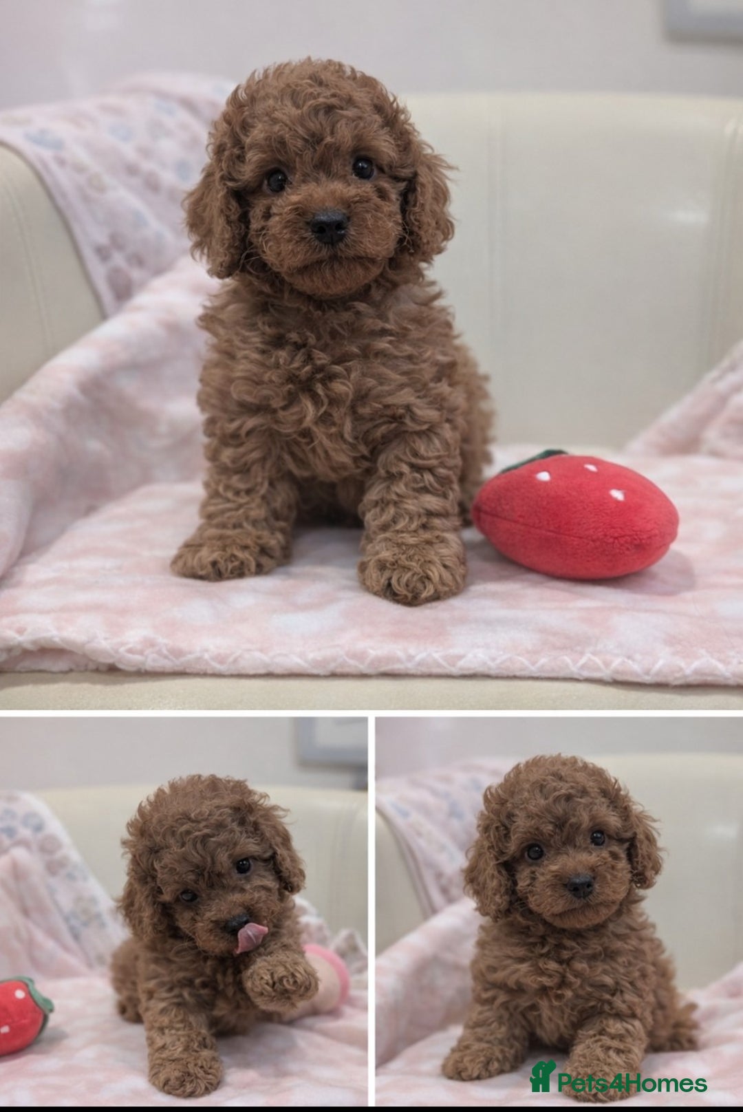 Cavapoo dogs for sale: F1b  adorable cavapoo puppies - Advert 2