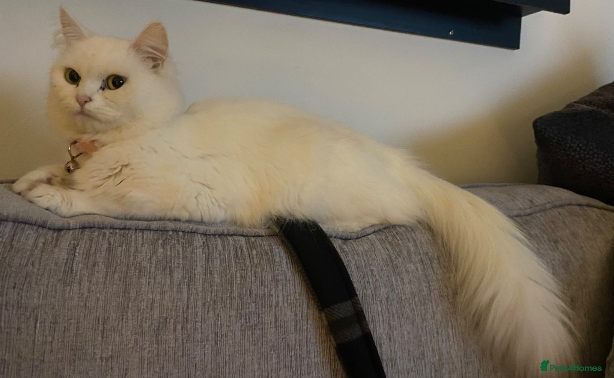 Mixed Breed cats Persian cross British Shorthair  - Advert 1