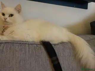 Mixed Breed cats Persian cross British Shorthair - Advert 1