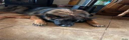 German Shepherd dogs for stud: Amazing Loki  for stud  - Advert 9