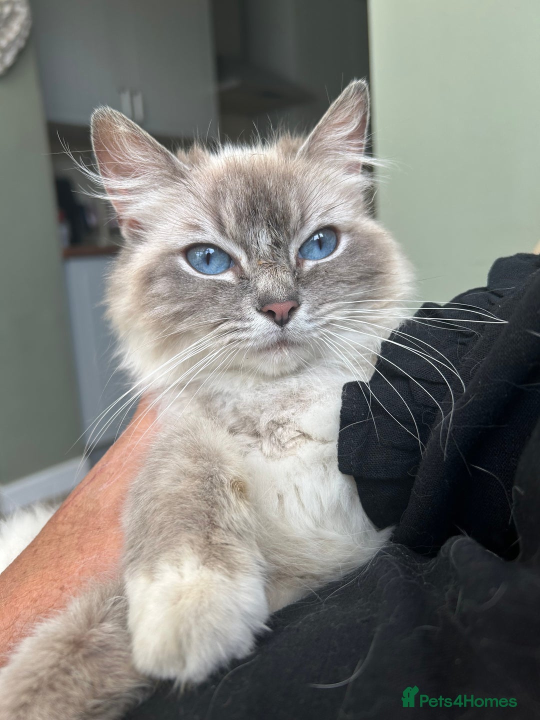 Ragdoll cats for sale: GCCF Ragdoll-Mix Kittens – Rare & Longhaired 🐾 - Image 10