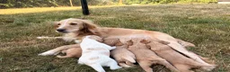 Cocker Spaniel dogs for sale: Gorgeous cocker spaniel puppies  - Advert 6