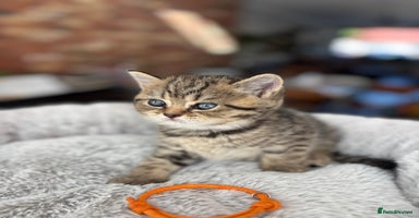 British Shorthair cats - Advert 13