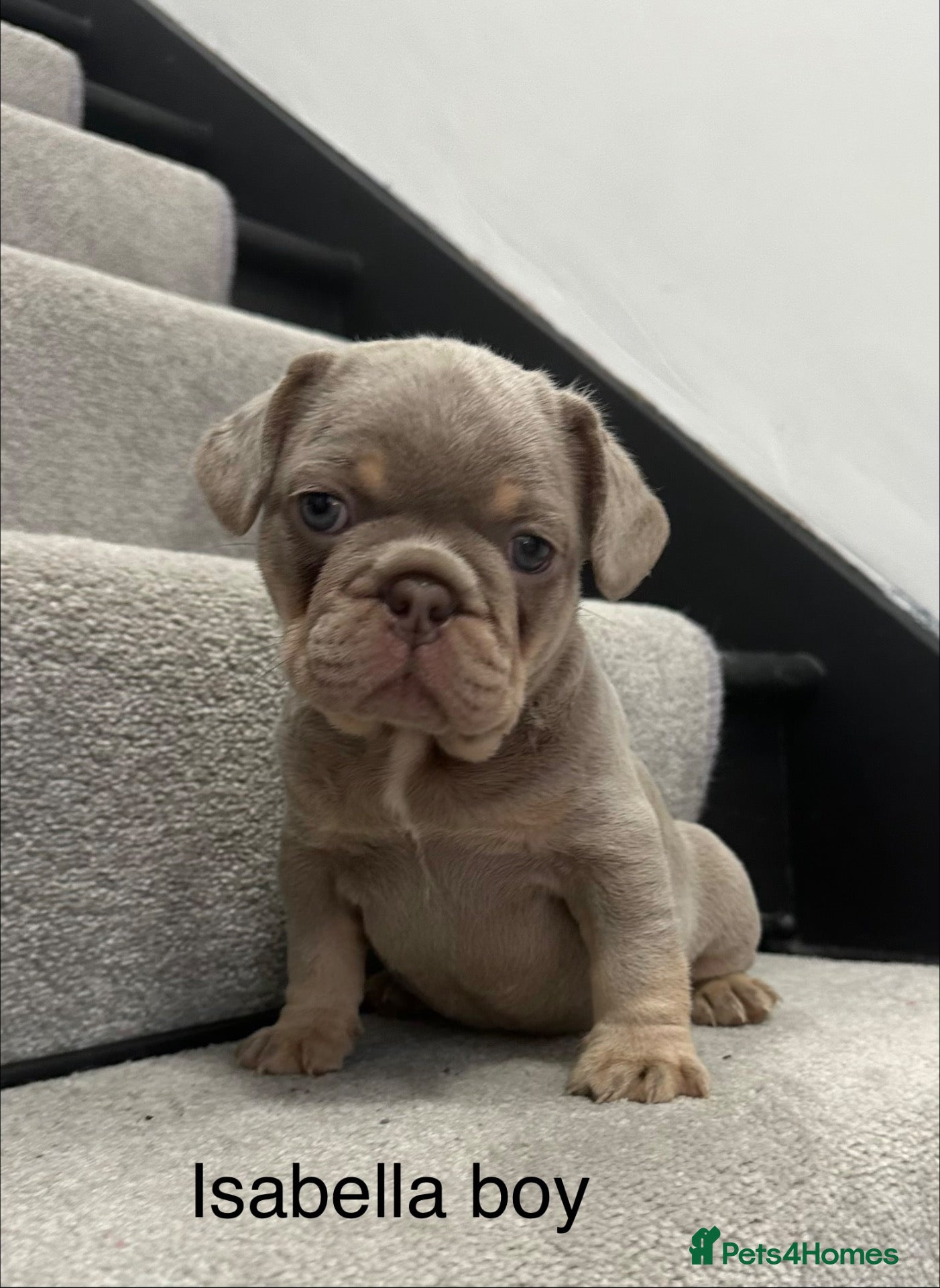French Bulldog dogs Reduced 2 stunning french bulldog boys left - Advert 17