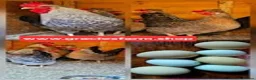 Chickens poultry for sale: Crested Cream Legbar BLUE EGGS hatching fertilised - Advert 4