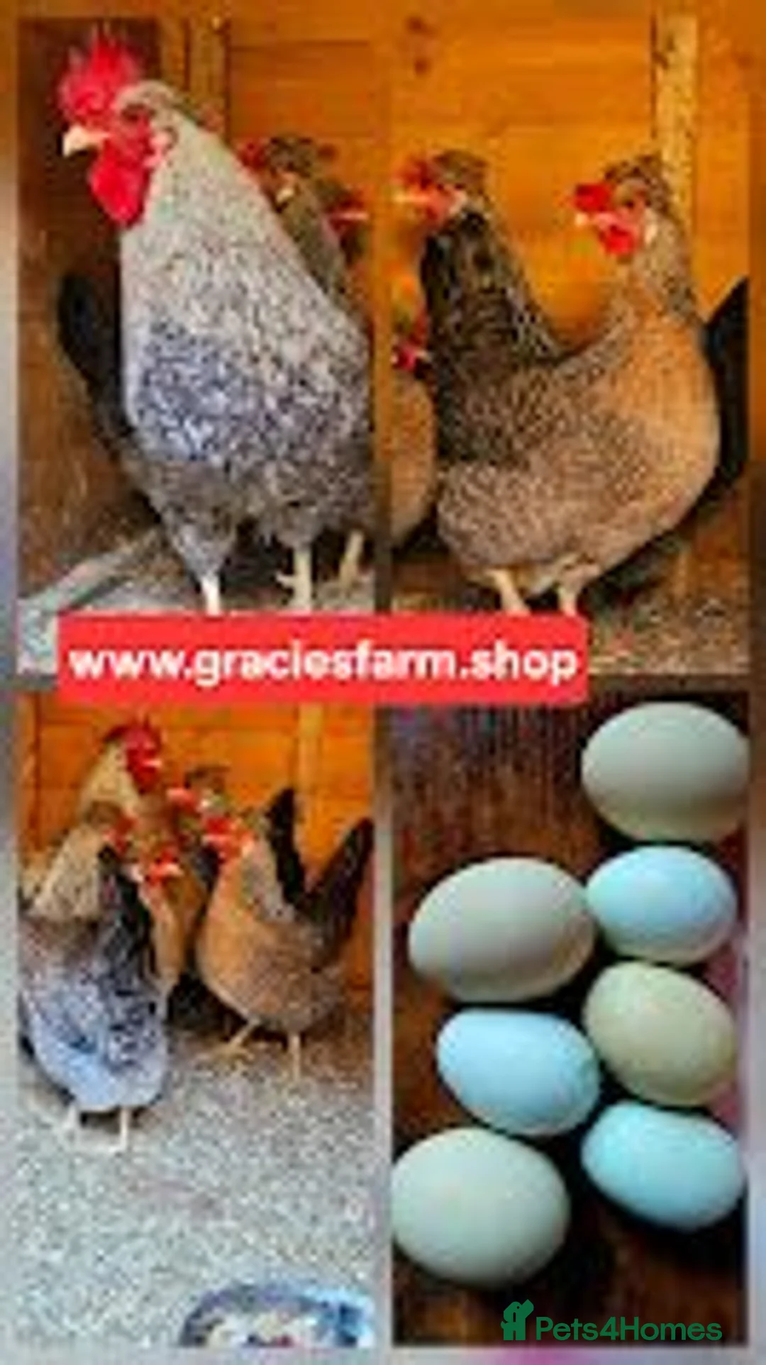 Chickens poultry for sale: Crested Cream Legbar BLUE EGGS hatching fertilised - Advert 4