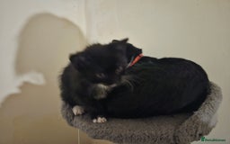 Mixed Breed cats for sale: Female cat for sale  - Image 10
