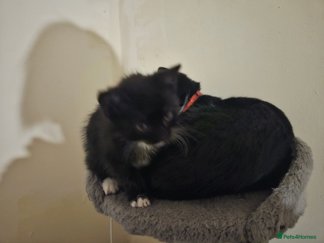 Mixed Breed cats for sale: Female cat for sale  - Image 10