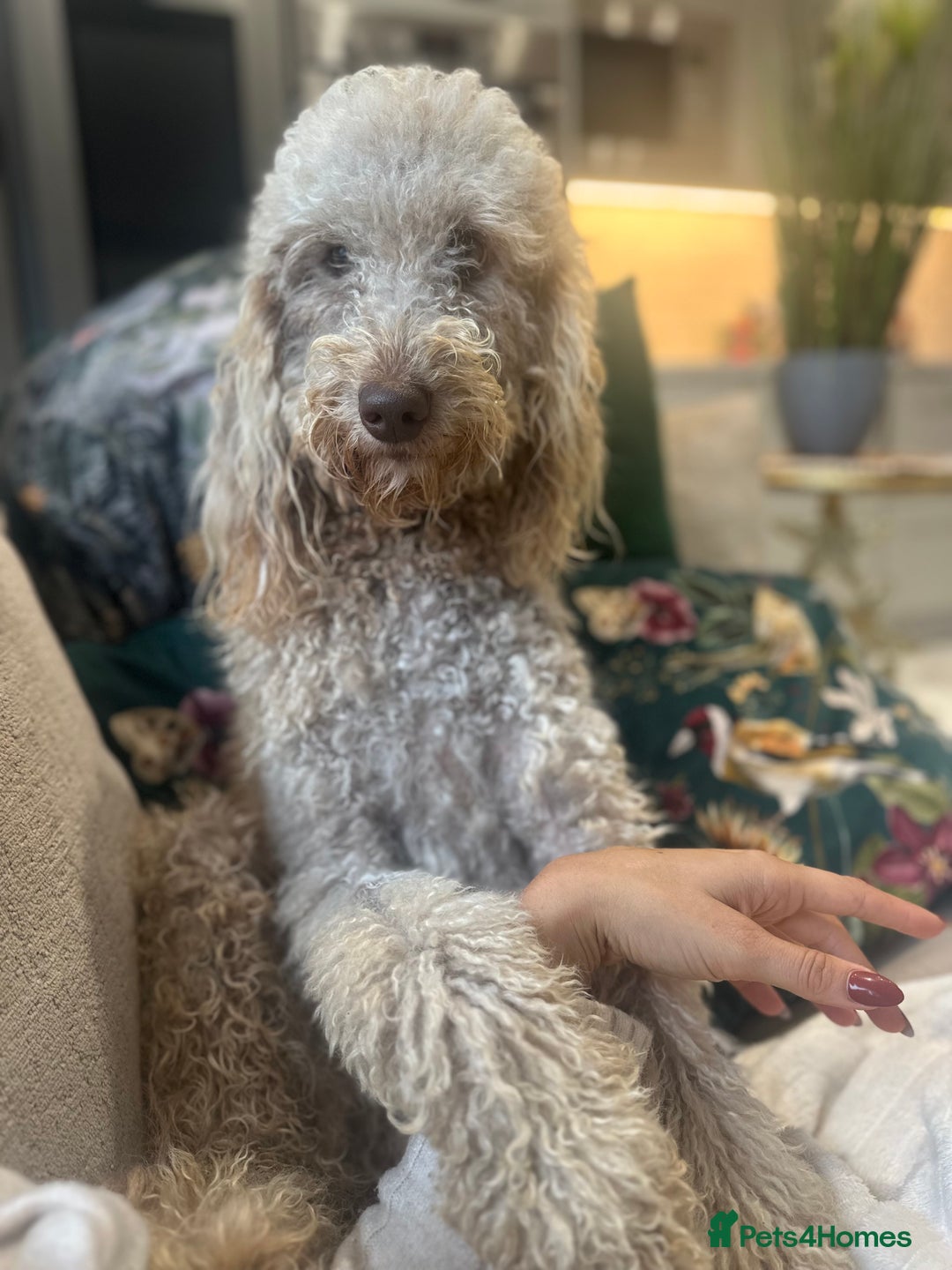 Mini Goldendoodle dogs for sale: Miniature golden doodle girl one year old - Image 8