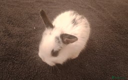 Rex rabbits for sale: 8 week old half mini lop half mini rex - Image 4