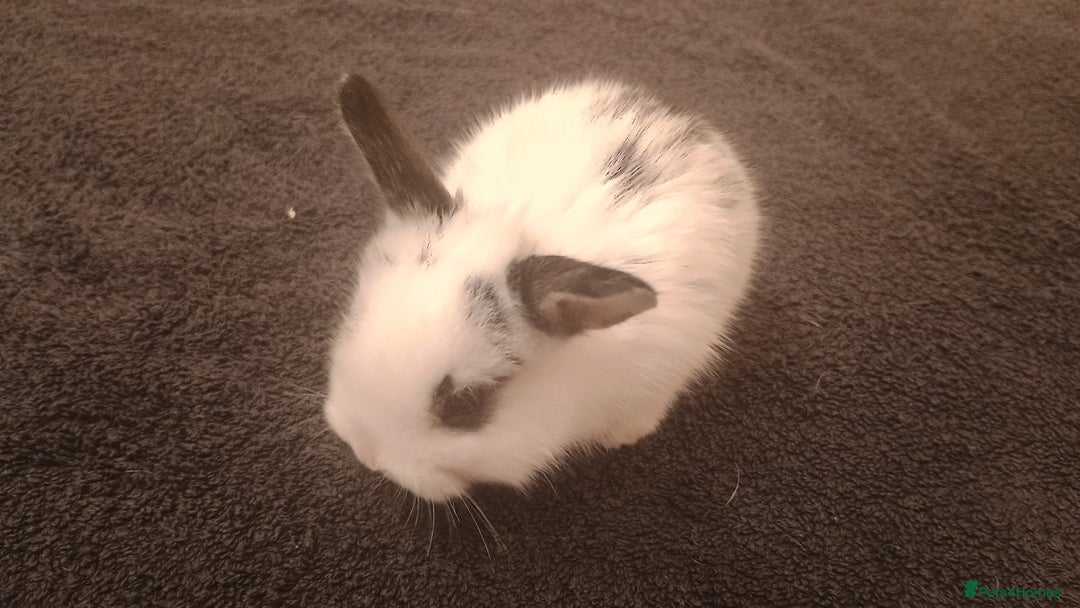 Rex rabbits for sale: 8 week old half mini lop half mini rex - Image 4