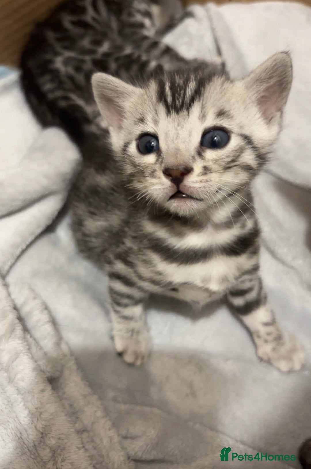 Bengal cats for sale: 🌟Pedigree bengal kittens🌟 - Advert 2