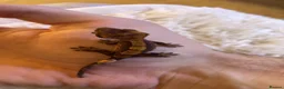 Gecko reptiles for sale: Baby Harley Quinn crested gecko  - Advert 6