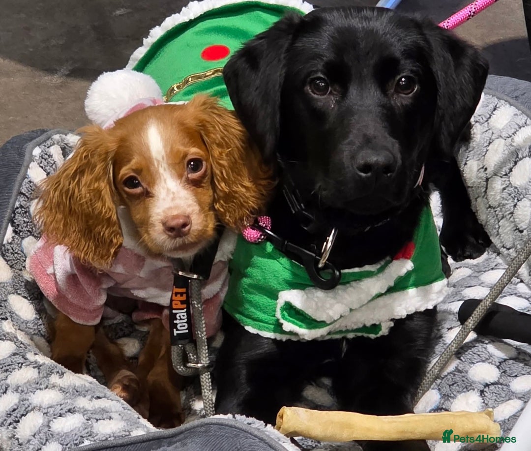 Cocker Spaniel dogs for sale: 5 month Old Cocker Spaniel Bitch - Advert 2