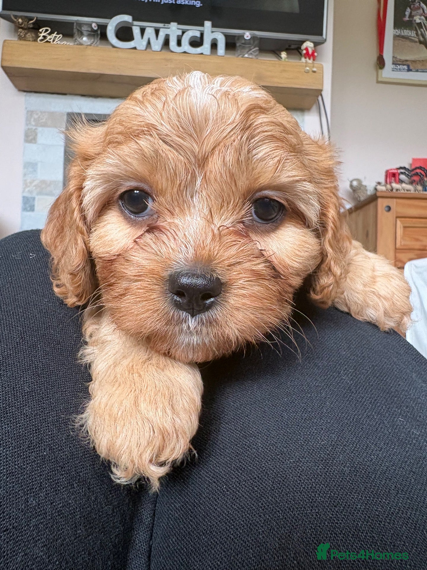 Cavapoochon dogs 6 Gorgeous Cavapoochon Puppies 💙💗 - Advert 1