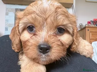 Cavapoochon dogs 6 Gorgeous Cavapoochon Puppies 💙💗 - Advert 15