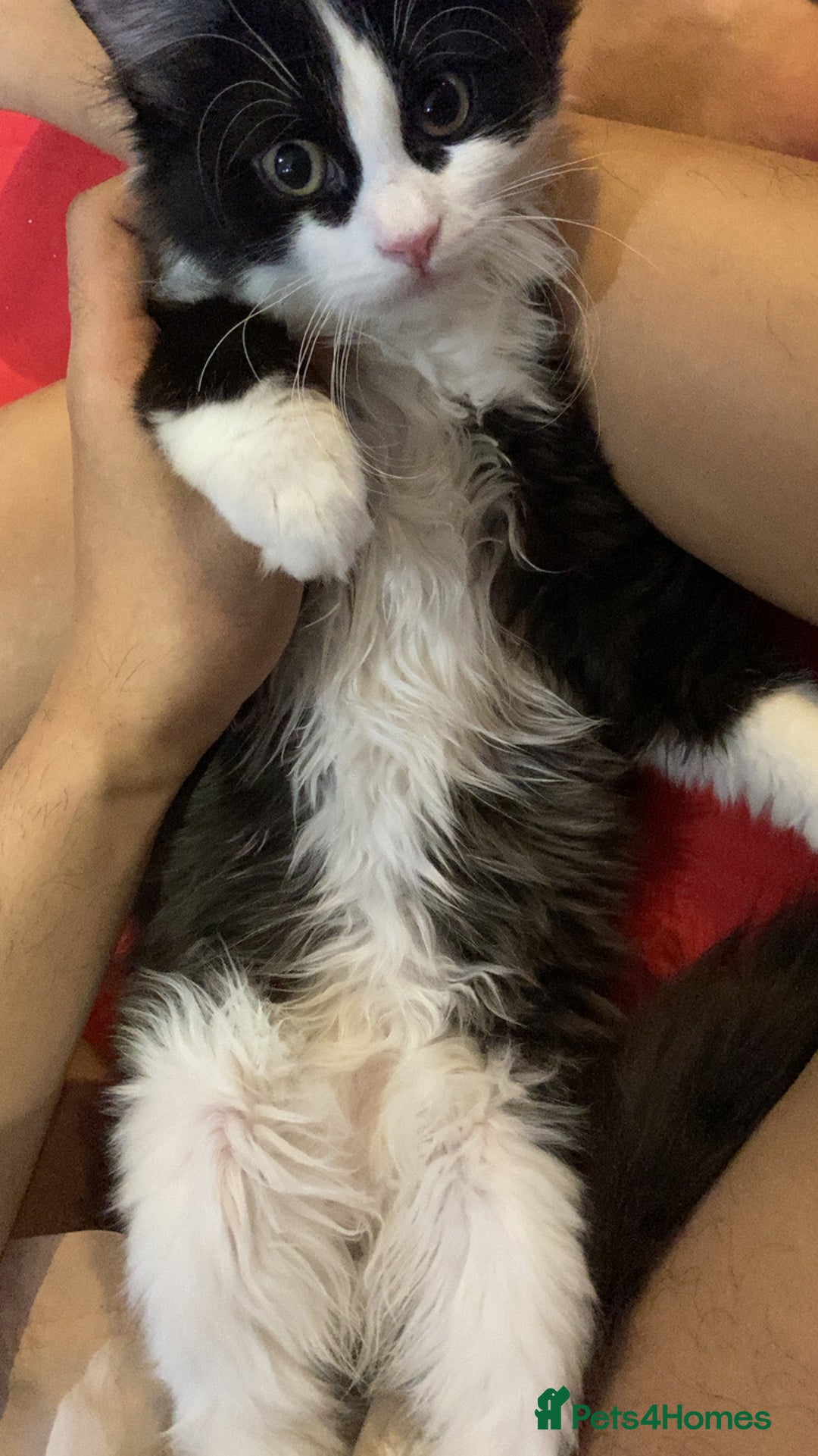 British Longhair cats for sale: british long hair  - Image 18
