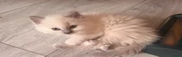 Ragdoll cats for sale: Ragdoll kittens 8 weeks old.  - Advert 25