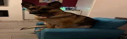 German Shepherd dogs for sale: German Shepherd Female, 2 and half years old in Corby - Advert 3