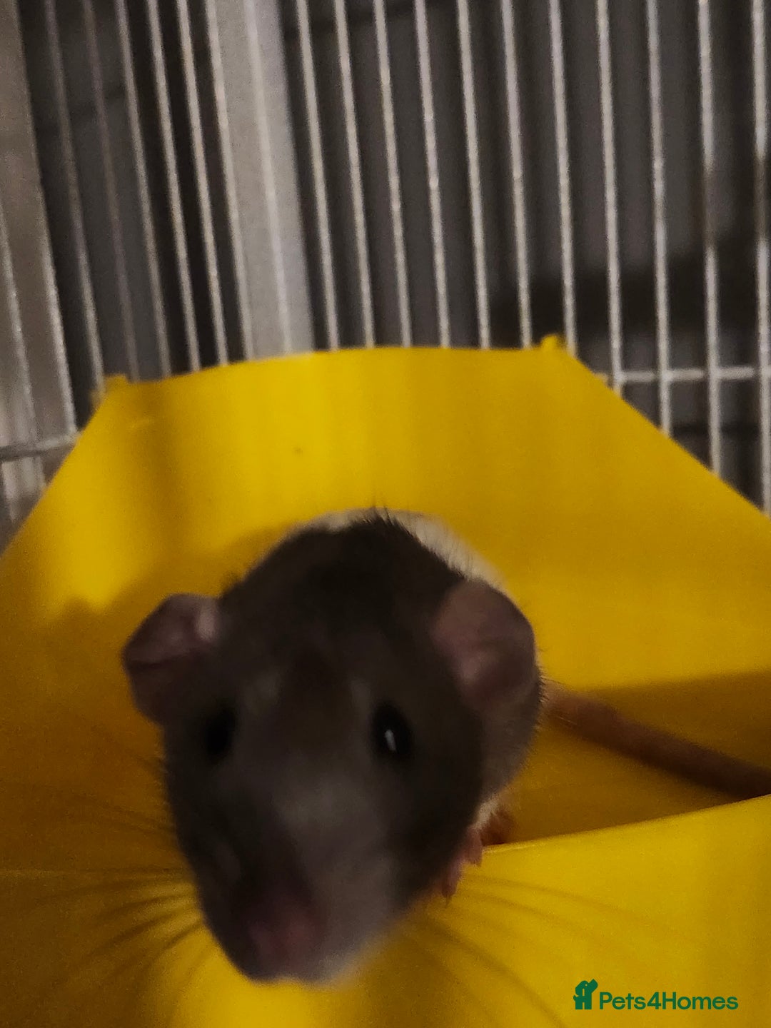 Rat rodents for sale: Young Female Grey/White Rats - Advert 3