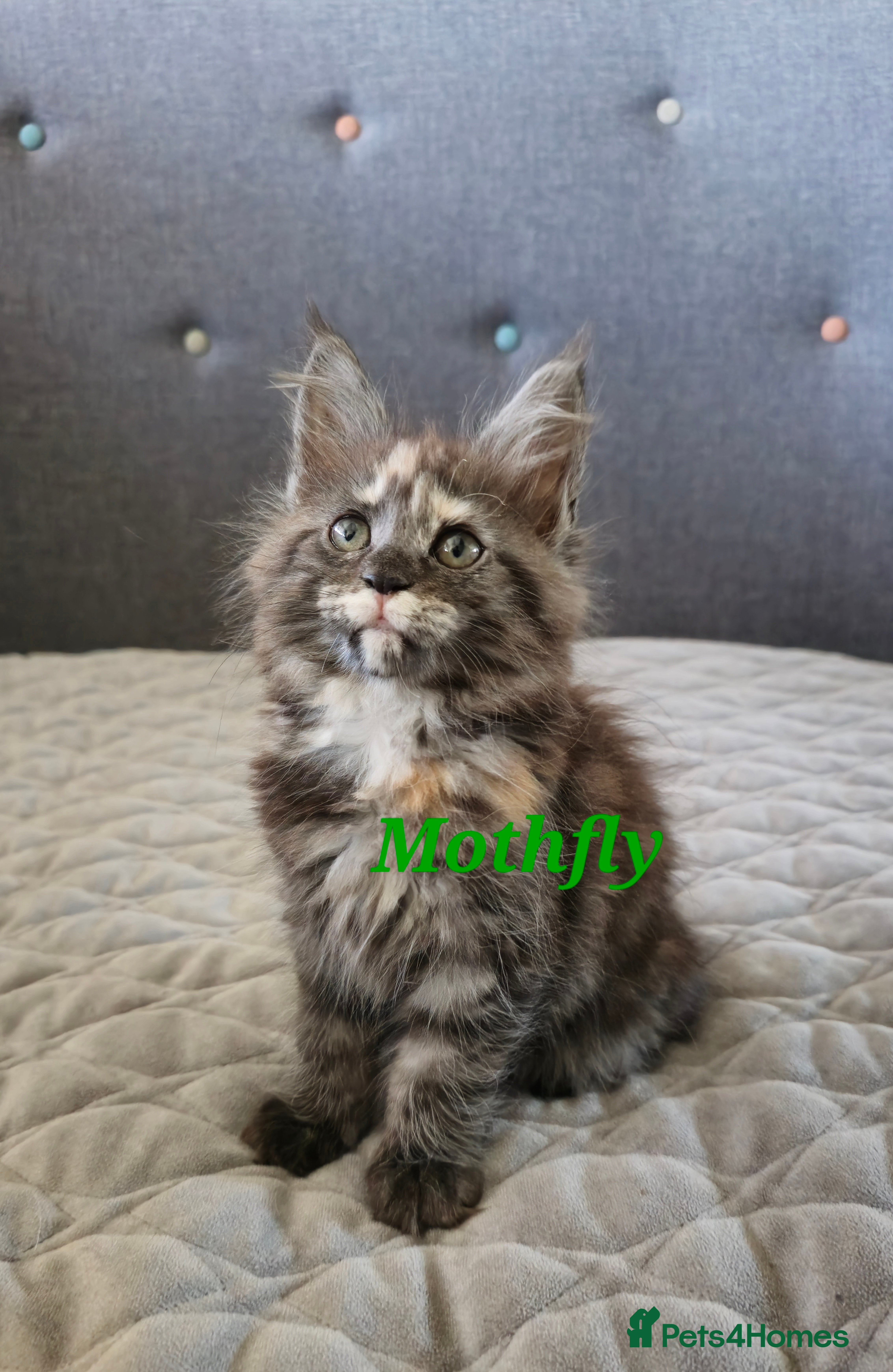 Maine Coon cats Beautiful Maine Coon kittens  - Advert 6