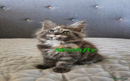 Maine Coon cats for sale: Beautiful Maine Coon kittens  - Advert 14