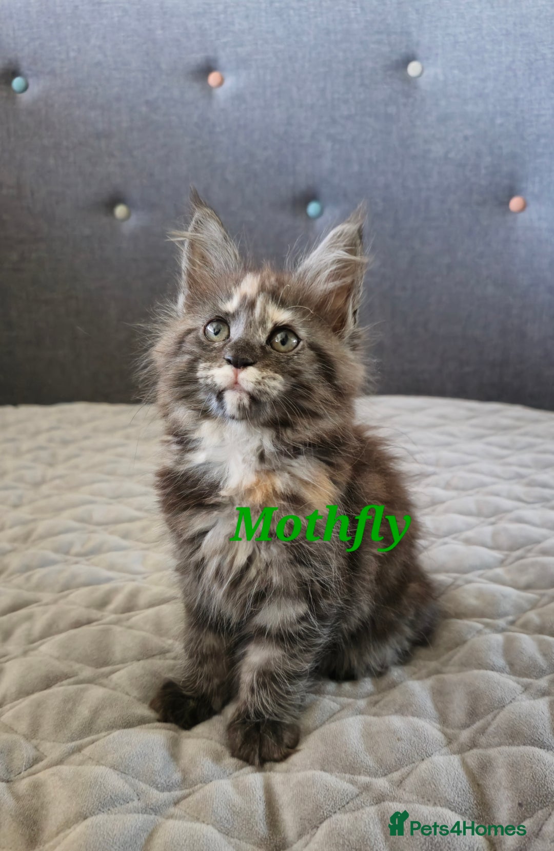 Maine Coon cats for sale: Beautiful Maine Coon kittens  - Advert 14
