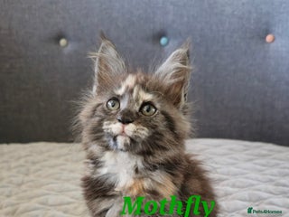 Maine Coon cats Beautiful Maine Coon kittens - Advert 4