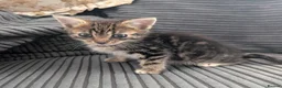 Mixed Breed cats for sale: Kitten  - Advert 7