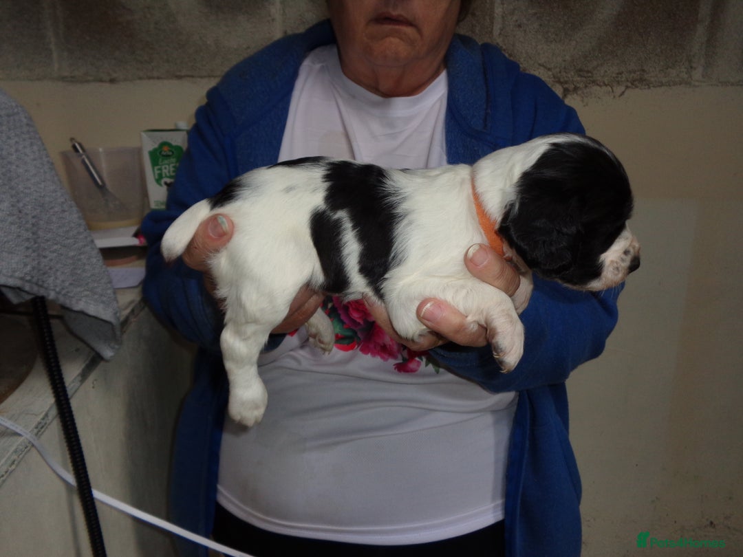 English Springer Spaniel dogs for sale: English Springer spaniel  - Advert 6