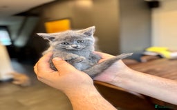 British Shorthair cats for sale: British shorthair hair kittens  - Image 15