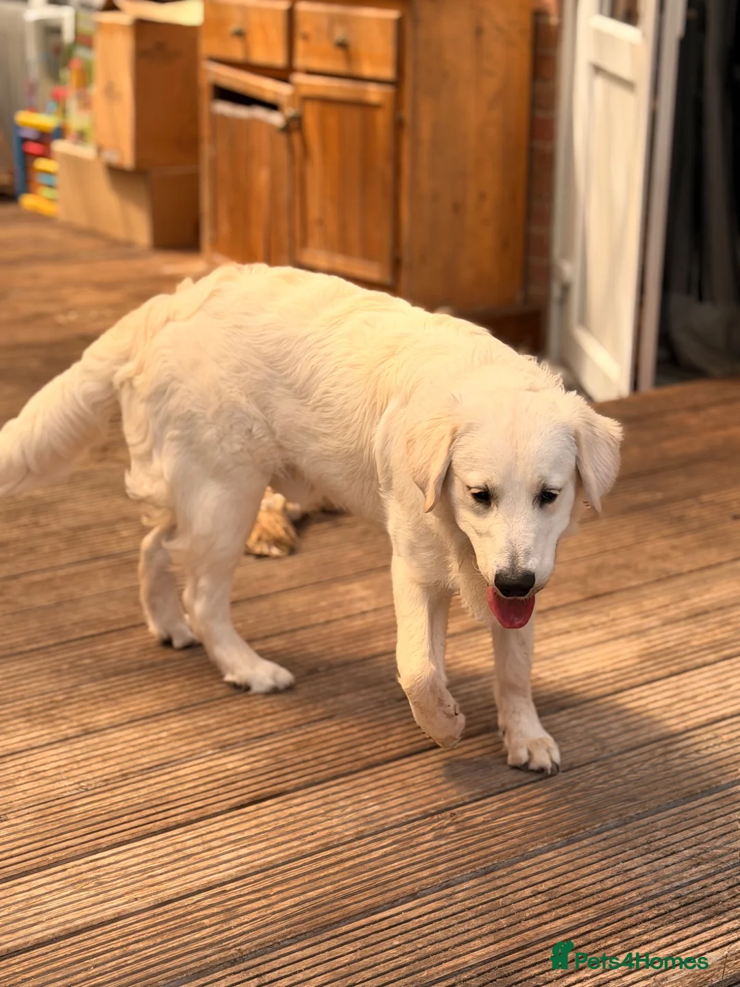 Golden Retriever dogs for sale: Male Golden retriever for rehome 9 months old in Camberley - Advert 1