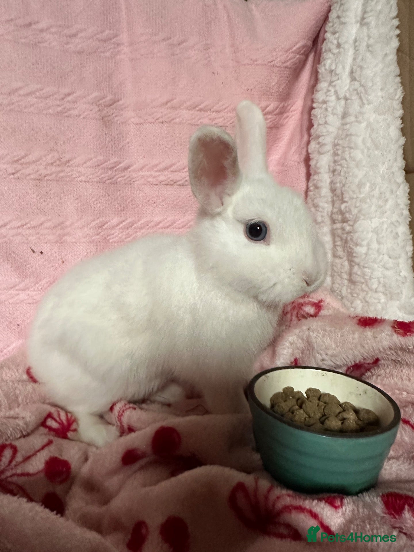 Netherland Dwarf rabbits Cute and fluffy Pure bred Netherland Dwarves - Advert 1