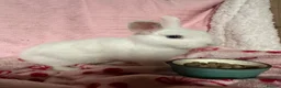 Netherland Dwarf rabbits for sale: Cute and fluffy Pure bred Netherland Dwarves - Advert 1