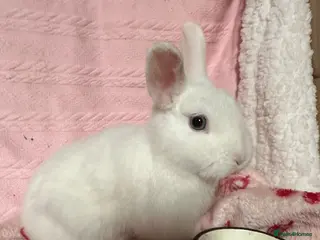 Netherland Dwarf rabbits Cute and fluffy Pure bred Netherland Dwarves - Advert 2
