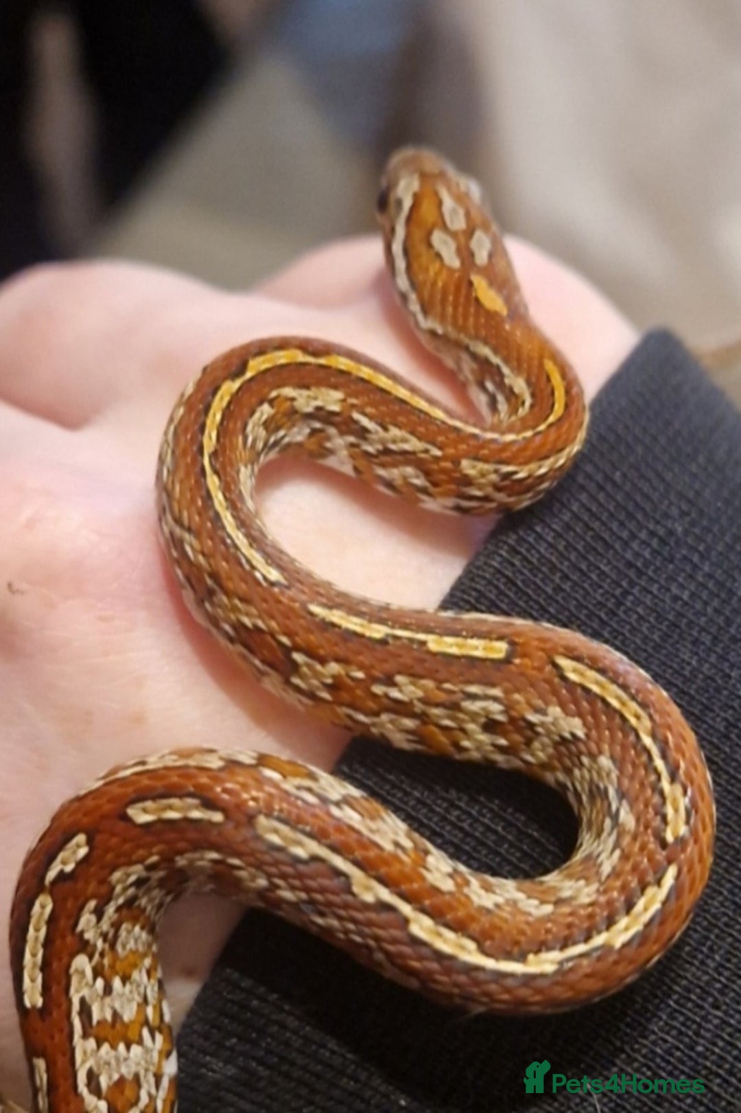 Corn Snake reptiles for sale: Corn snakes from £25, prices in description  - Image 6