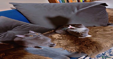 Scottish Fold cats - Advert 15